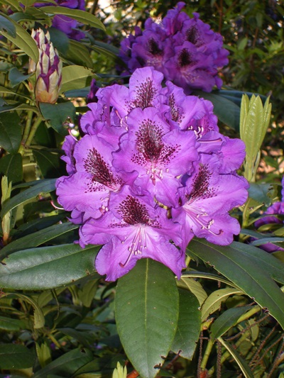 Blue Boy – Rhododendrons Direct