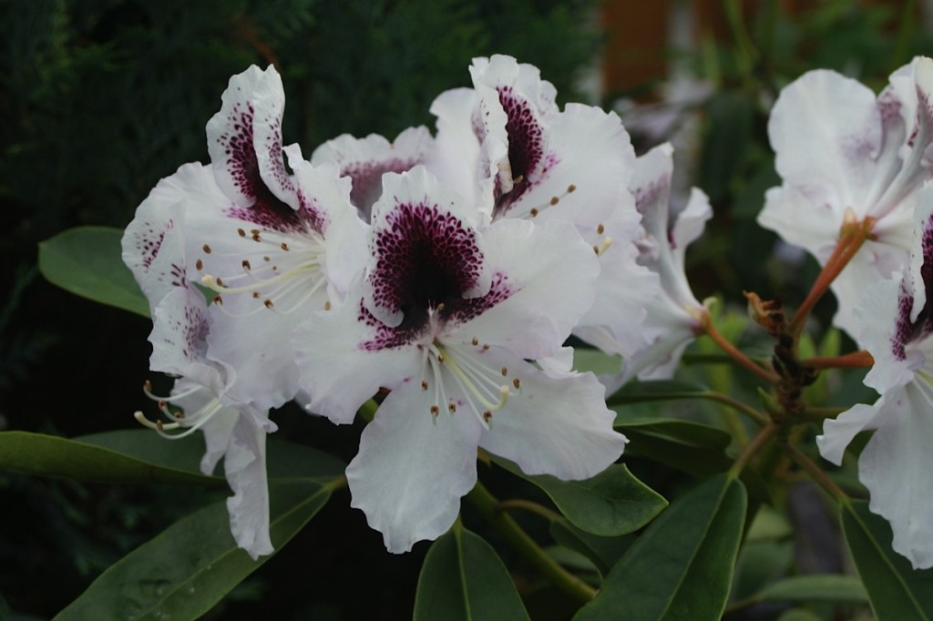 Sappho – Rhododendrons Direct