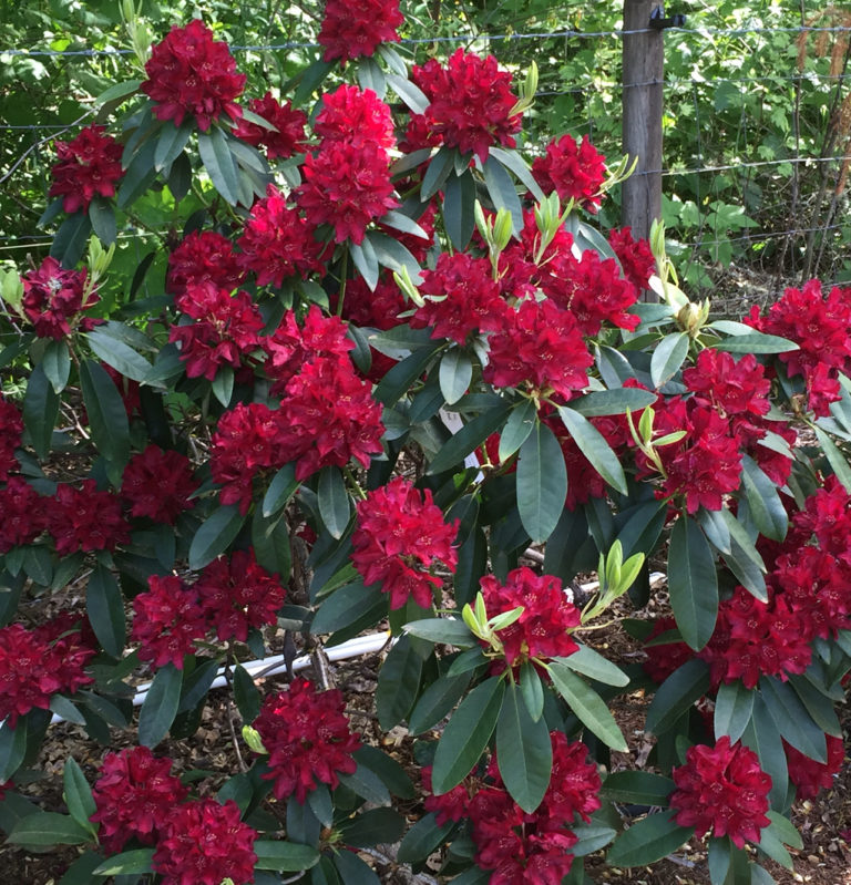 Henry’s Red – Rhododendrons Direct