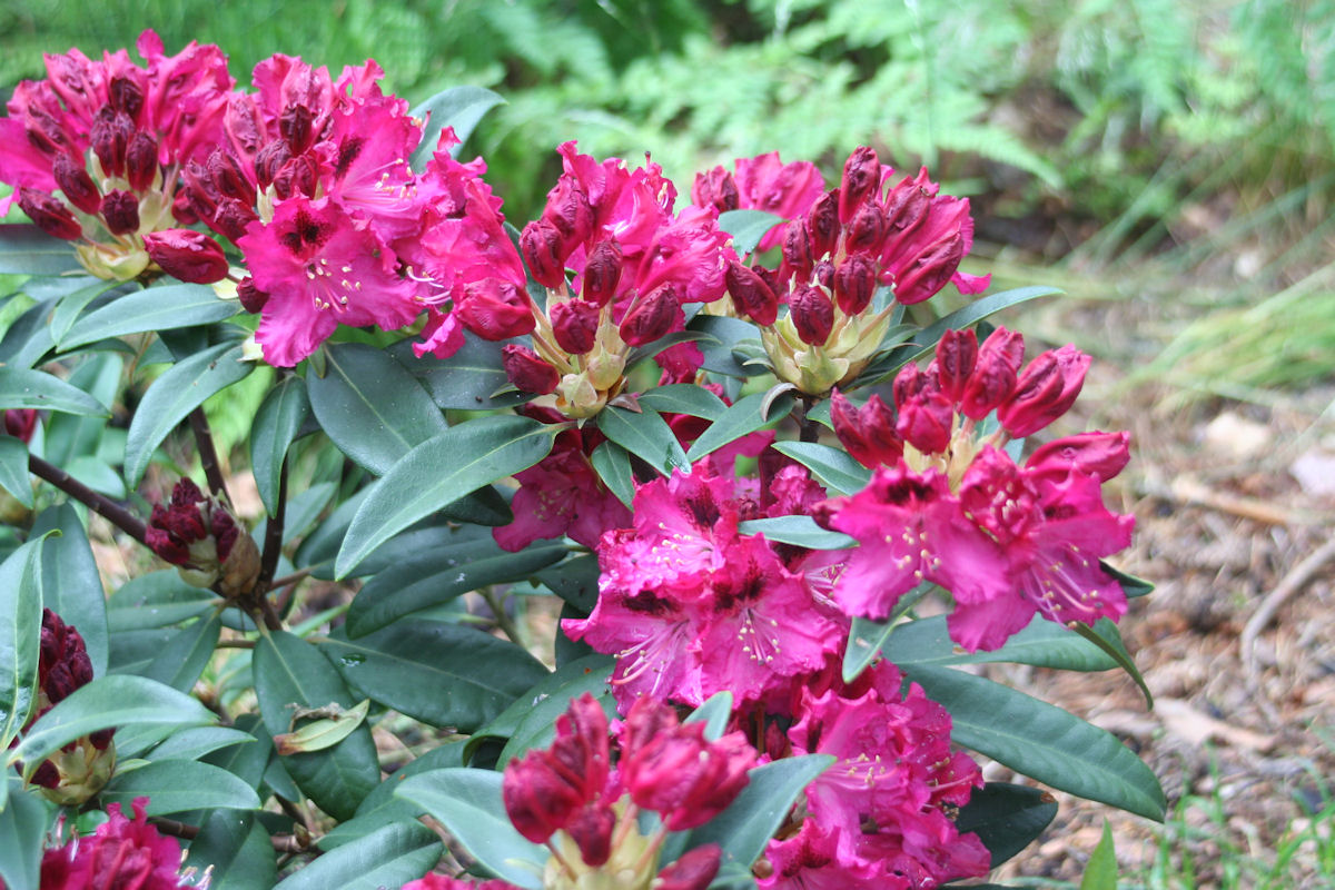 Marie Fortie – Rhododendrons Direct