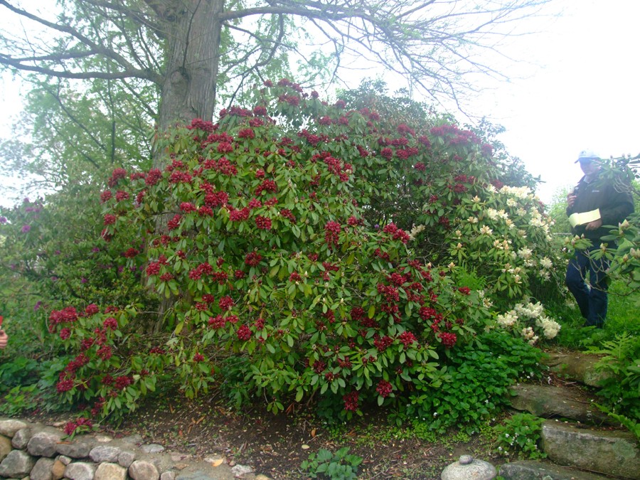 Dark Lord – Rhododendrons Direct