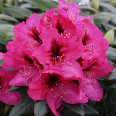 Mendosina – Rhododendrons Direct