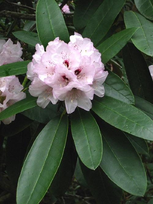 Holden’s Spring Herald – Rhododendrons Direct