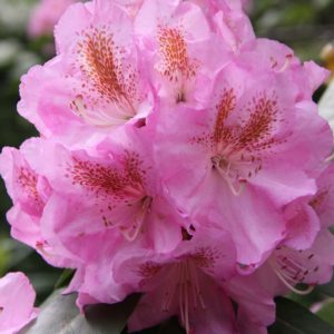 All Rhododendrons by Color – Rhododendrons Direct and More!