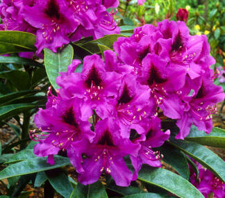 Black Magic – Rhododendrons Direct