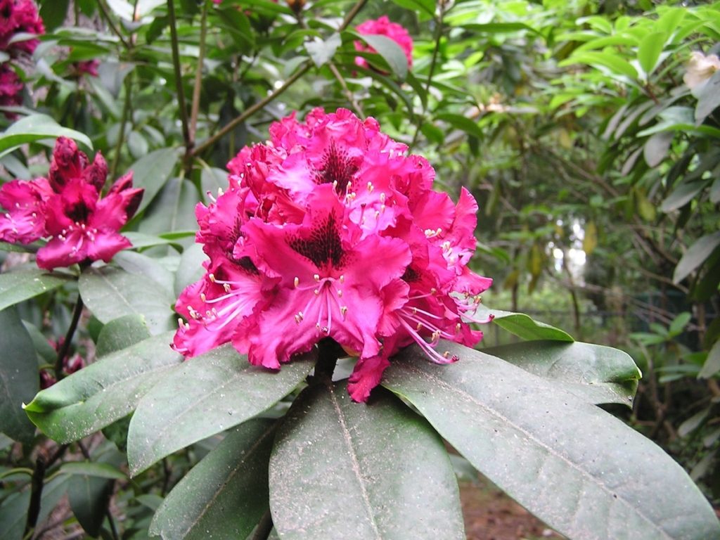 Sefton – Rhododendrons Direct