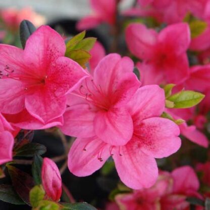 Azalea 'Glamour' #3