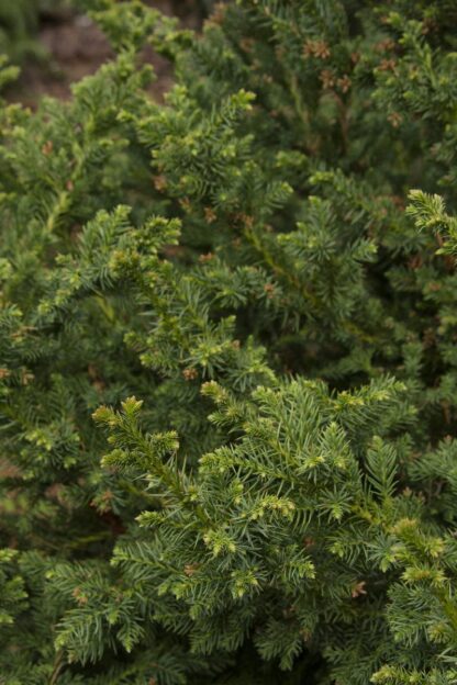 Cryptomeria j 'Black Dragon' #3 Container Grown  ZONE 5-9 - Image 2